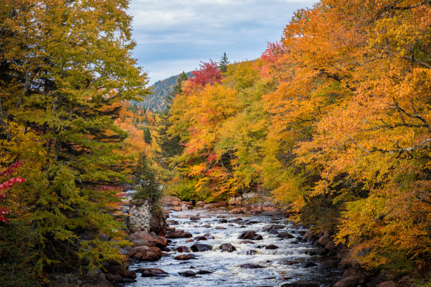 istock Boreal Forest Nature and River in Autumn Season, Quebec, Canada 1057377072