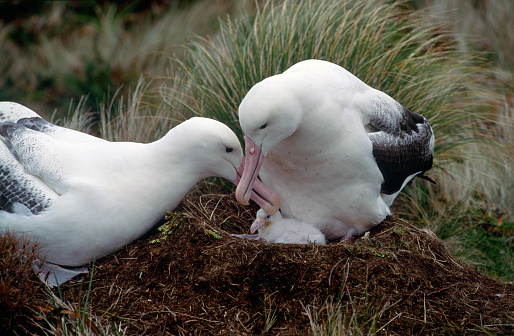 a pair of Southern Royal Albatross  at their nest on Campbell Island in the southern ocean with young chick.