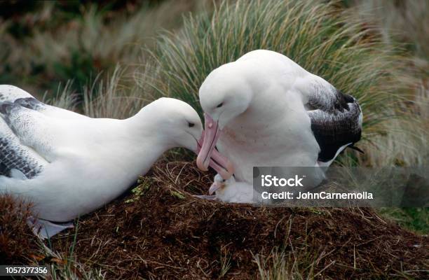 A Pair Of Southern Royal Albatross Stock Photo - Download Image Now - Albatross, Young Bird, Animal