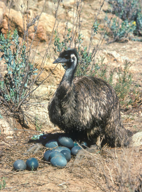 istock Male Emu sitting on eggs. 1057377370