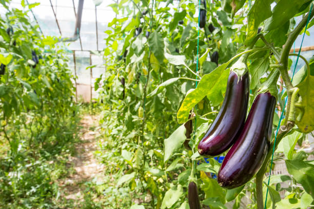 istock Greenhouse eggplant field agriculture (Turkey / Antalya) 1057379920