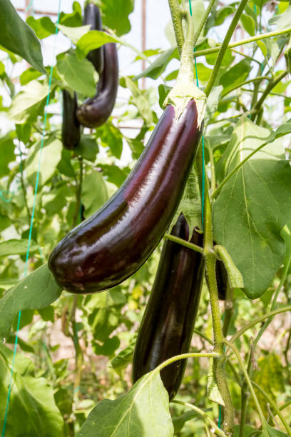 istock Greenhouse eggplant field agriculture (Turkey / Antalya) 1057379924