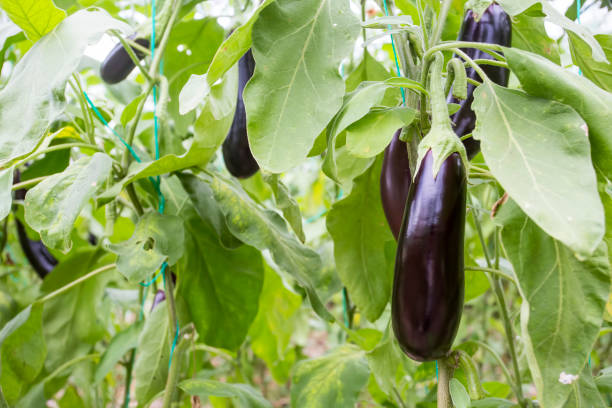 istock Greenhouse eggplant field agriculture (Turkey / Antalya) 1057379936