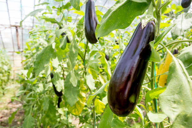 istock Greenhouse eggplant field agriculture (Turkey / Antalya) 1057379974