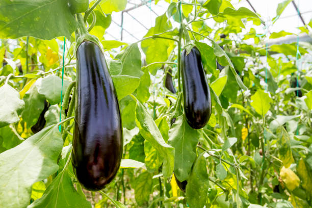 istock Greenhouse eggplant field agriculture (Turkey / Antalya) 1057379976