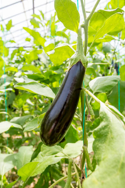 istock Greenhouse eggplant field agriculture (Turkey / Antalya) 1057379980