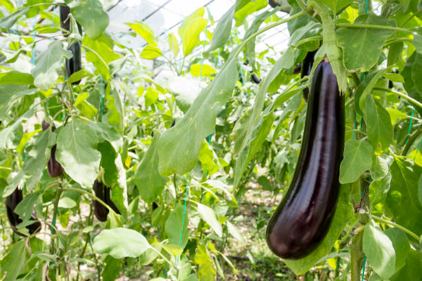 istock Greenhouse eggplant field agriculture (Turkey / Antalya) 1057379988