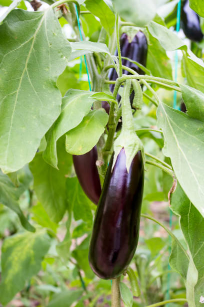 istock Greenhouse eggplant field agriculture (Turkey / Antalya) 1057379992