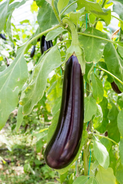 istock Greenhouse eggplant field agriculture (Turkey / Antalya) 1057380004