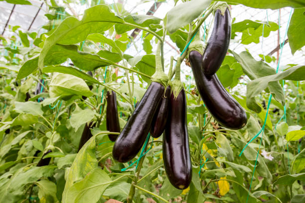 Greenhouse eggplant field agriculture (Turkey / Antalya)