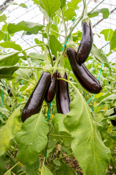 istock Greenhouse eggplant field agriculture (Turkey / Antalya) 1057380014
