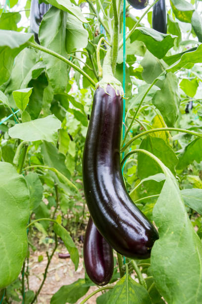 istock Greenhouse eggplant field agriculture (Turkey / Antalya) 1057380020