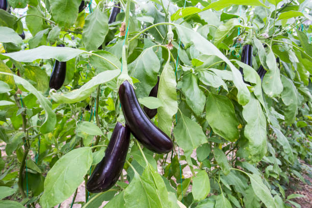 istock Greenhouse eggplant field agriculture (Turkey / Antalya) 1057380028