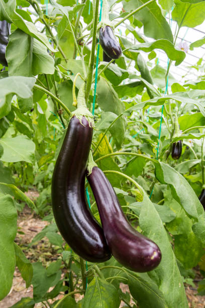 istock Greenhouse eggplant field agriculture (Turkey / Antalya) 1057380030