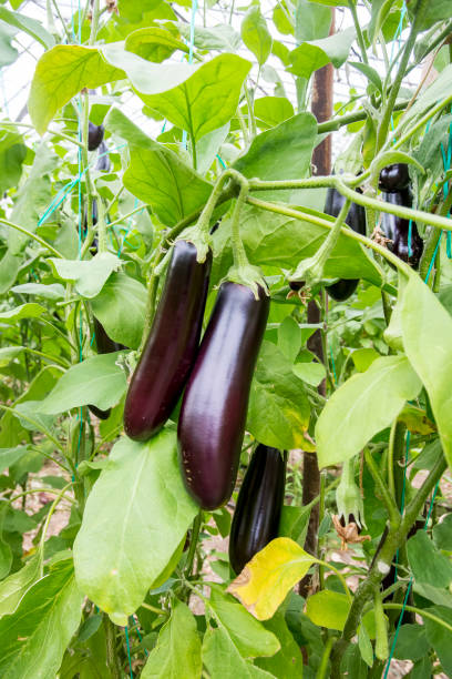 istock Greenhouse eggplant field agriculture (Turkey / Antalya) 1057380044