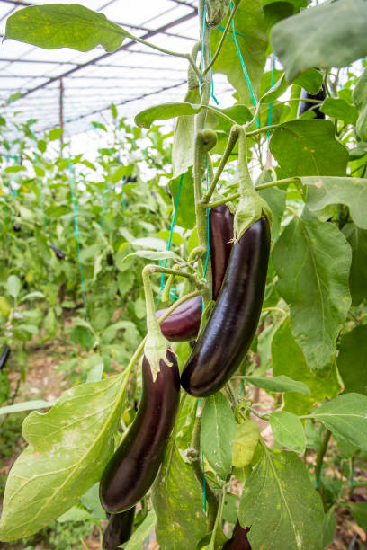 istock Greenhouse eggplant field agriculture (Turkey / Antalya) 1057380064