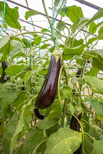 istock Greenhouse eggplant field agriculture (Turkey / Antalya) 1057380078