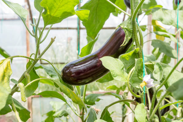 istock Greenhouse eggplant field agriculture (Turkey / Antalya) 1057380090