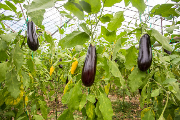 istock Greenhouse eggplant field agriculture (Turkey / Antalya) 1057380094