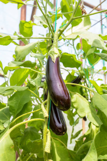 istock Greenhouse eggplant field agriculture (Turkey / Antalya) 1057380142
