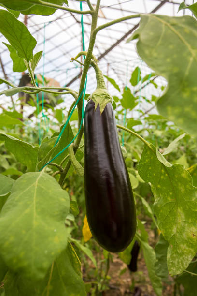 istock Greenhouse eggplant field agriculture (Turkey / Antalya) 1057380166