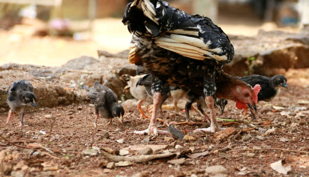 istock Hen and baby chickens 1057380226