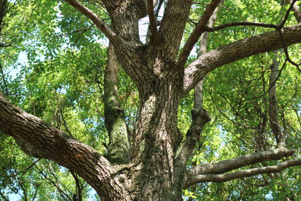 istock Sunlight through the leaves of trees 1057384386