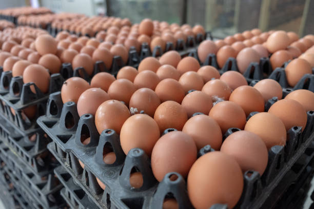 Fresh egg grading Fresh egg grading and sorting machine, grade egg by weight and size sorter machine stock pictures, royalty-free photos & images