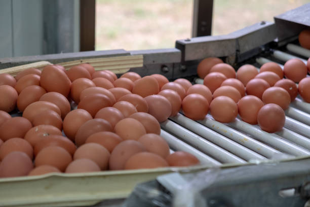 classificação de ovos frescos - sorter - fotografias e filmes do acervo