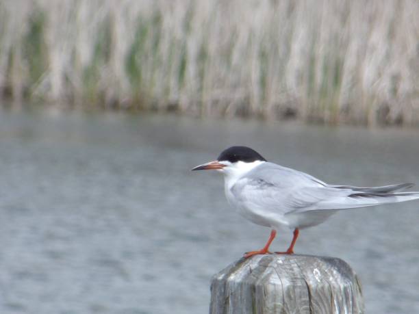 istock Birds: Tern Perched at Lake St Clair Metropark 1057390018