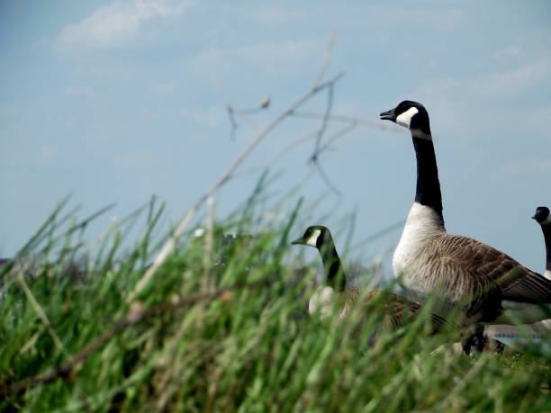 Birds: Canadian Geese Close-up shot taken at Belle Isle belle isle stock pictures, royalty-free photos & images