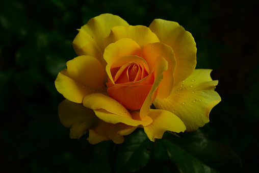 The beautiful flowers of the rose are beautiful.