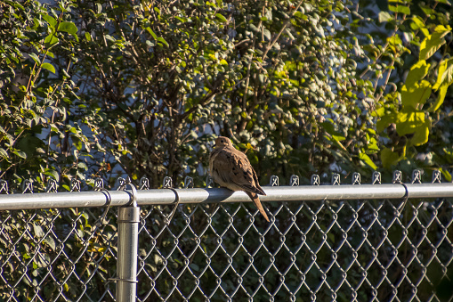 Mourning dove perched on chain link fence on colorful autumn morning.