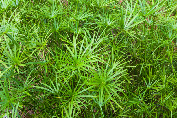 istock Cyperus imbricatus bush in nature 1057399804