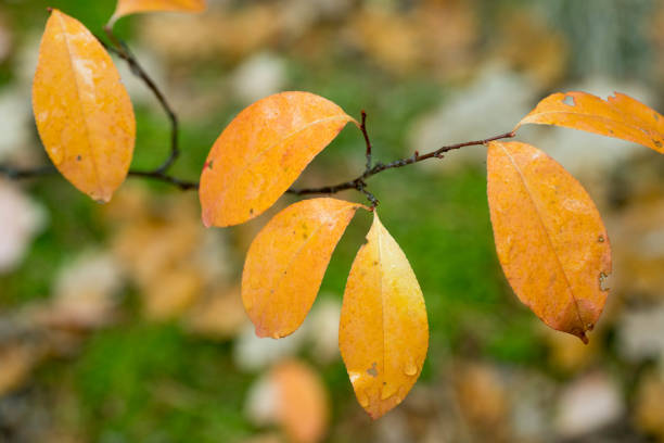istock yellow autumn leaves on twig macro (Prunus padus) 1057401958