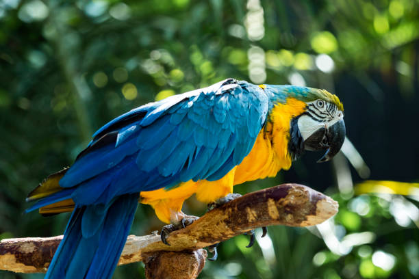 istock blue and yellow macaw - ara ararauna 1057401978