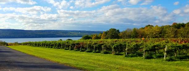 istock Long Rows of Grapevines at a Local Vineyard with Water Views in Background 1057406548