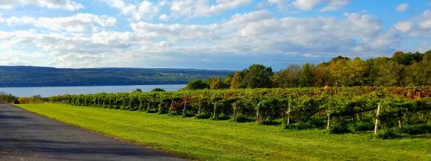 Long Rows of Grapevines at a Local Vineyard with Water Views in Background At the end of summer, nearing the peak of the grape harvest, the sun shines on this small vineyard finger lakes stock pictures, royalty-free photos & images