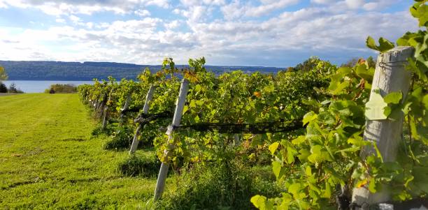 バック グラウンドで水でワイナリー ビュー - vineyard panoramic napa valley california ストックフォトと画像