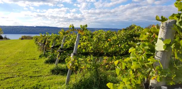 Winery View with Water in Background Rows of grapevines abound in this harvest season; long perspective view to lake water finger lakes stock pictures, royalty-free photos & images