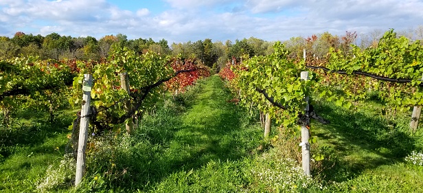 Sunlit rows of red grape vines with a long view perspective and lush greens.