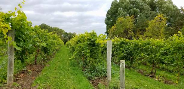 una larga hilera de uvas en la vid en viña de un enólogo - napa grape vineyard vine fotografías e imágenes de stock