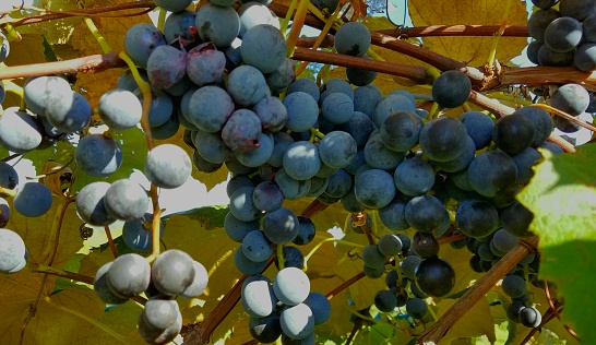 Large bunch of red wine grapes/Cabernet Sauvignon, looking juicy and ready for the harvest; wine trails, wine tasting, uncorked