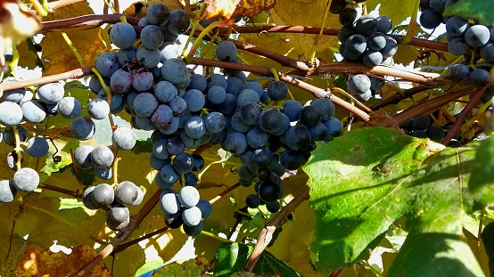 Wine trails, wine making, wine tasting ideas with this close up view of the red grapes ready for the harvest.