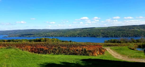 istock Wine Vineyard in Autumn with Lake in Background 1057406990