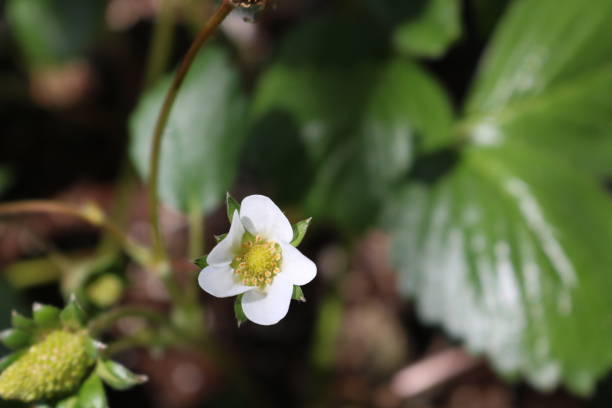 istock Macro Strawberry Plant Flower in Bloom 1057409284