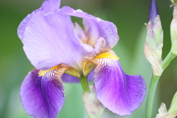 istock Violet and Yellow Iris Flower Closeup 1057409384