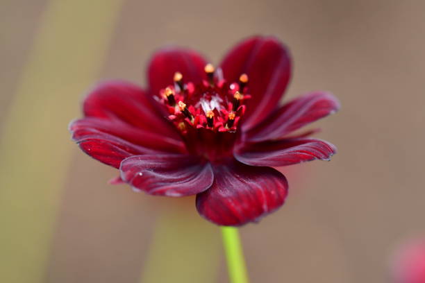 Cosmos sonata flowers with soft bokeh.