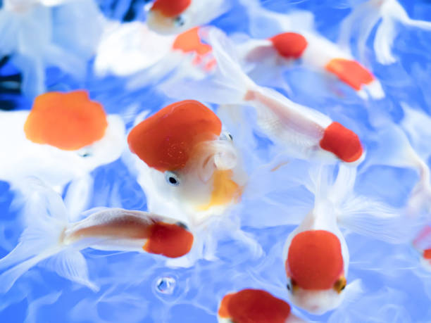 istock Goldfish named 