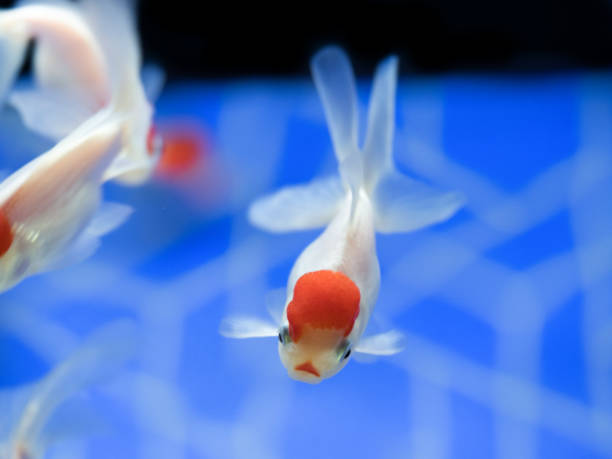 istock Goldfish named 